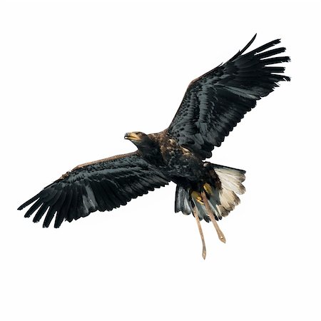 Harris's Hawk isolated on white Photographie de stock - Aubaine LD & Abonnement, Code: 400-04559158