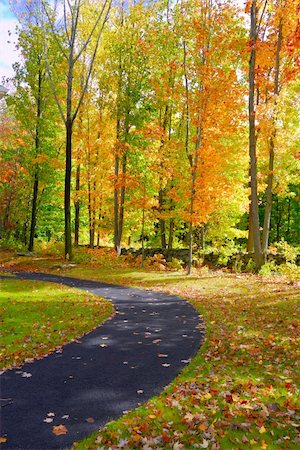 Vibrant fall foliage on a bright overcast day fallen leaves Stock Photo - Budget Royalty-Free & Subscription, Code: 400-04559485