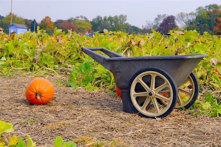simsearch:400-05693764,k - Cart and freshly cut pumpkin concept of harvest Stock Photo - Budget Royalty-Free & Subscription, Code: 400-04559488