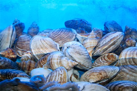 Various moluscs in a seafood restaurant tank. Fotografie stock - Microstock e Abbonamento, Codice: 400-04559535