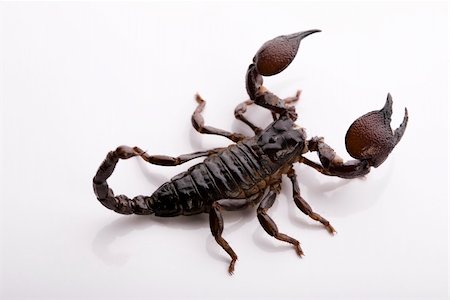 Scorpions are eight-legged carnivorous arthropods. Photographie de stock - Aubaine LD & Abonnement, Code: 400-04550514