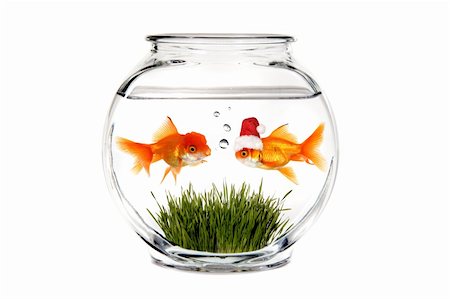 Goldfish Telling Santa What He Wants for Christmas in a Fish Bowl Stock Photo - Budget Royalty-Free & Subscription, Code: 400-04550693