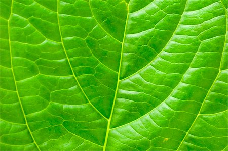 Macro leaf for concept purpose Stock Photo - Budget Royalty-Free & Subscription, Code: 400-04550905