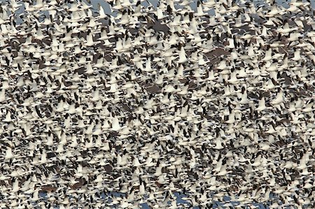 simsearch:400-05068873,k - Large flock of Snow Geese (chen caerulescens) taking flight Stock Photo - Budget Royalty-Free & Subscription, Code: 400-04550991