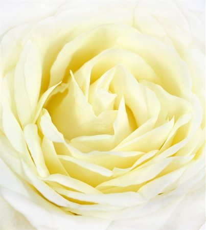 simsearch:400-04527694,k - Closeup of white rose - symbol of love Photographie de stock - Aubaine LD & Abonnement, Code: 400-04551614