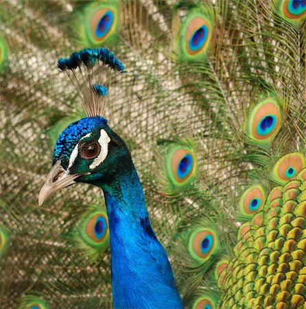 simsearch:400-07464044,k - The peacock. male birds of the peacock the dismissed bright tail Stock Photo - Budget Royalty-Free & Subscription, Code: 400-04552008