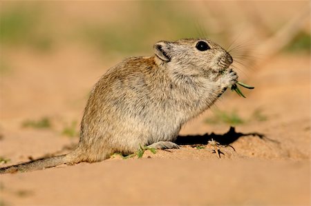 simsearch:400-04000518,k - Whistling rat (Parotomys brantsii) feeding in desert environment, Kalahari, South Africa Fotografie stock - Microstock e Abbonamento, Codice: 400-04552190