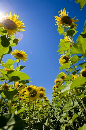 simsearch:400-04742969,k - growing sunflowers in a field Stockbilder - Microstock & Abonnement, Bildnummer: 400-04552313