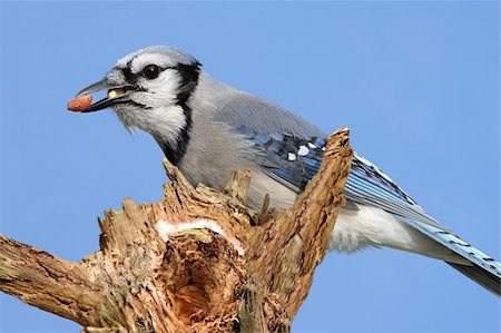 simsearch:400-04553192,k - Blue Jay (corvid cyanocitta) with peanuts perched on a snow covered stump Foto de stock - Super Valor sin royalties y Suscripción, Código: 400-04552345