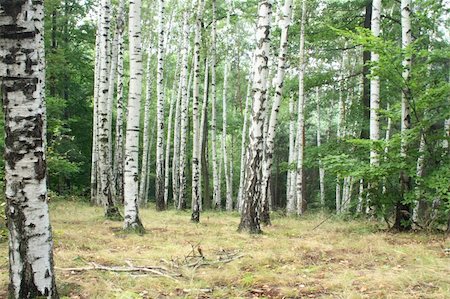 simsearch:400-08348471,k - beautiful summer in the  natural czech forest Stockbilder - Microstock & Abonnement, Bildnummer: 400-04552459