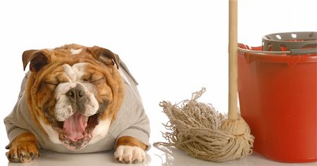 simsearch:400-04576043,k - adorable bulldog sitting beside mop and bucket laughing - concept of dog not being house trained Stock Photo - Budget Royalty-Free & Subscription, Code: 400-04552497