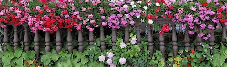 photo picket garden - Flowers Spilling brown Picket Fence Photographie de stock - Aubaine LD & Abonnement, Code: 400-04552836