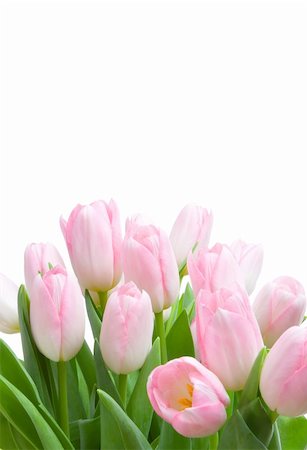 simsearch:689-03124889,k - Bouquet o pink tulips isolated on white background Photographie de stock - Aubaine LD & Abonnement, Code: 400-04552917