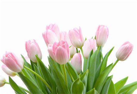 simsearch:689-03124889,k - Bouquet o pink tulips isolated on white background Photographie de stock - Aubaine LD & Abonnement, Code: 400-04553036