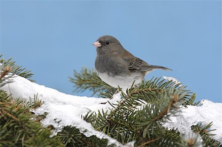 simsearch:400-04115071,k - Dark-eyed Junco (junco hyemalis) on a snow covered pine branch in winter Photographie de stock - Aubaine LD & Abonnement, Code: 400-04553192