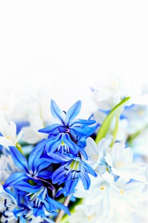Floral background of first spring flowers close up Stock Photo - Budget Royalty-Free & Subscription, Code: 400-04553214