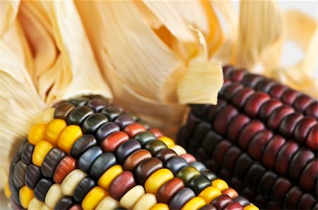 Two cobs of indian corn close up Stockbilder - Microstock & Abonnement, Bildnummer: 400-04553254