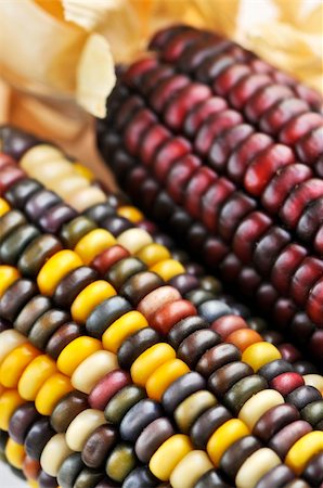 Two cobs of indian corn close up Stockbilder - Microstock & Abonnement, Bildnummer: 400-04553253