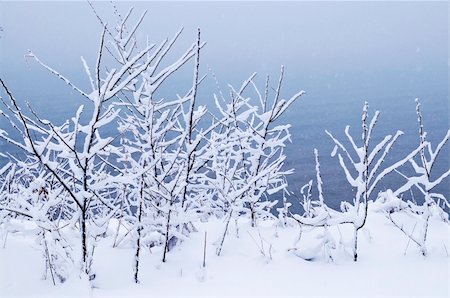 simsearch:400-03987371,k - Winter trees covered with fresh snow - natural background Foto de stock - Super Valor sin royalties y Suscripción, Código: 400-04553314