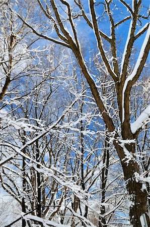 simsearch:400-03985276,k - Winter trees covered with fresh snow on blue sky background Foto de stock - Super Valor sin royalties y Suscripción, Código: 400-04553319