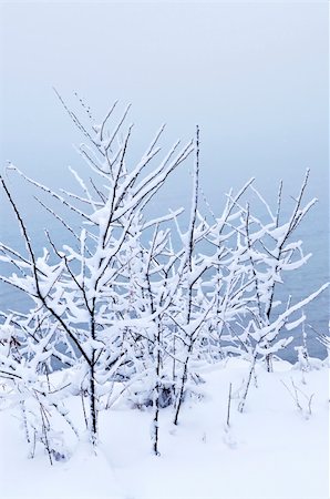 simsearch:400-03985276,k - Winter trees covered with fresh snow - natural background Foto de stock - Super Valor sin royalties y Suscripción, Código: 400-04553313