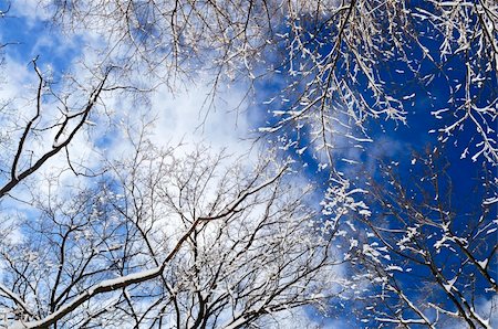 simsearch:400-03985276,k - Winter tree tops covered with fresh snow on blue sky background Foto de stock - Super Valor sin royalties y Suscripción, Código: 400-04553320