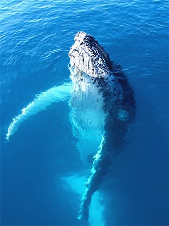 Portrait of a majestic humpback whale in australia Stock Photo - Budget Royalty-Free & Subscription, Code: 400-04553783