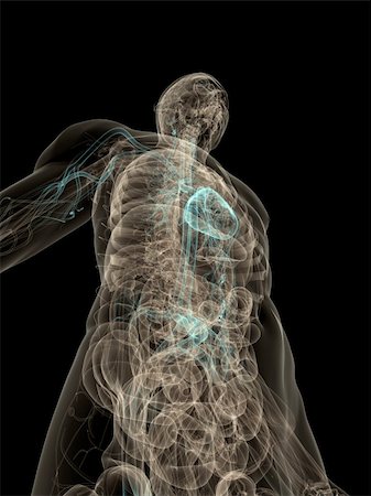 simsearch:400-07116715,k - 3d rendered anatomy illustration of  a transparent human body with highlighted vascular system Stock Photo - Budget Royalty-Free & Subscription, Code: 400-04553825
