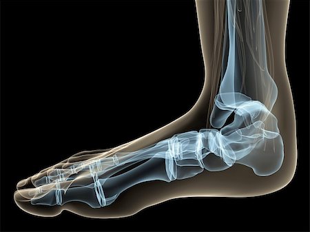 simsearch:400-04191660,k - 3d rendered anatomy illustration of a human skeletal foot Stock Photo - Budget Royalty-Free & Subscription, Code: 400-04553834