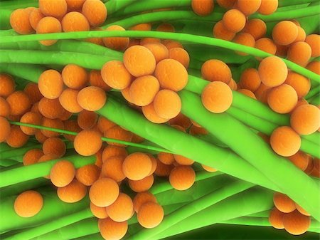 3d rendered close up of some isolated staphylococcus bacteria Stock Photo - Budget Royalty-Free & Subscription, Code: 400-04553854