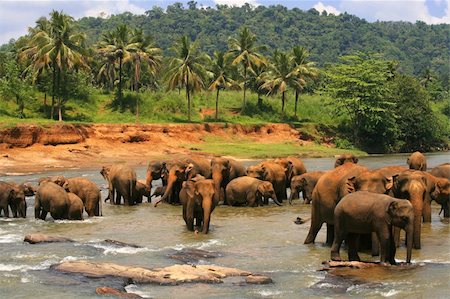 stone elephants - Herd of elephants taking a bath in a river Stock Photo - Budget Royalty-Free & Subscription, Code: 400-04553978