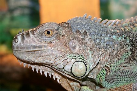 big iguane lizard head Foto de stock - Super Valor sin royalties y Suscripción, Código: 400-04564270