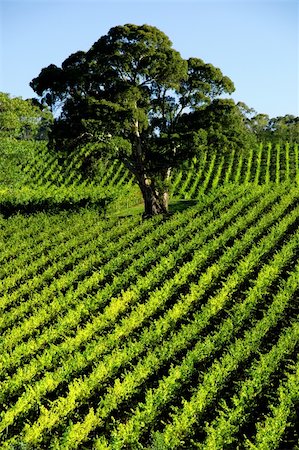 Beautiful Vineyard Landscape Stock Photo - Budget Royalty-Free & Subscription, Code: 400-04564315