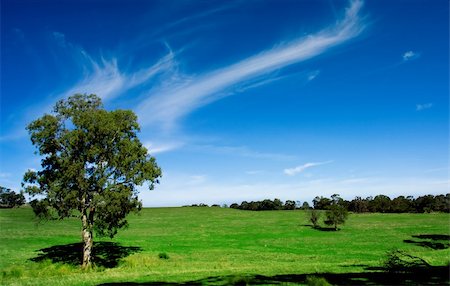 Springtime in rural Australia Stock Photo - Budget Royalty-Free & Subscription, Code: 400-04564319