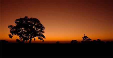 simsearch:400-04016295,k - Silhouette of trees in the Australian outback Stockbilder - Microstock & Abonnement, Bildnummer: 400-04564311