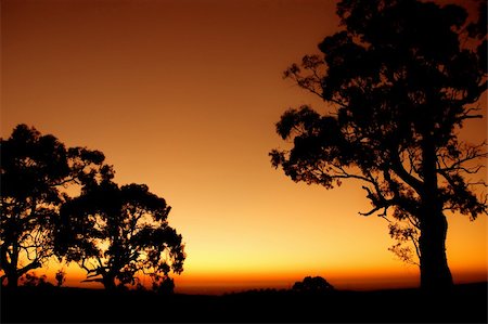 simsearch:400-04016295,k - Silhouette of Tree outback Australian plains Stockbilder - Microstock & Abonnement, Bildnummer: 400-04564312
