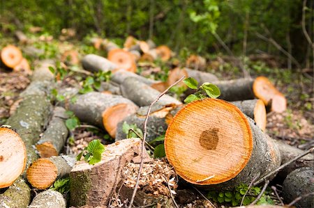 simsearch:400-05133815,k - Piles Of Lumber In The Forest Stockbilder - Microstock & Abonnement, Bildnummer: 400-04564372