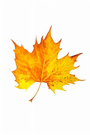 simsearch:400-04475632,k - One maple leaf, isolated on white background Foto de stock - Royalty-Free Super Valor e Assinatura, Número: 400-04564486