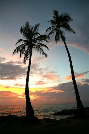 simsearch:400-07093200,k - Two coconut palms on coastline at sunset time Fotografie stock - Microstock e Abbonamento, Codice: 400-04564675