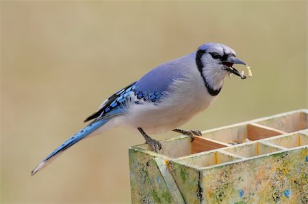 Blue Jay (corvid cyanocitta) eating a peanut on a garden tool box Photographie de stock - Aubaine LD & Abonnement, Code: 400-04564724