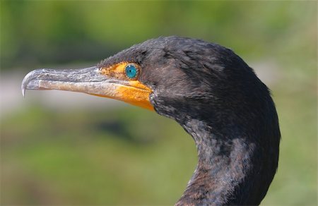 phalacrocorax - Double-crested Cormorant (Phalacrocorax auritus) in the Florida Everglades Stock Photo - Budget Royalty-Free & Subscription, Code: 400-04564729