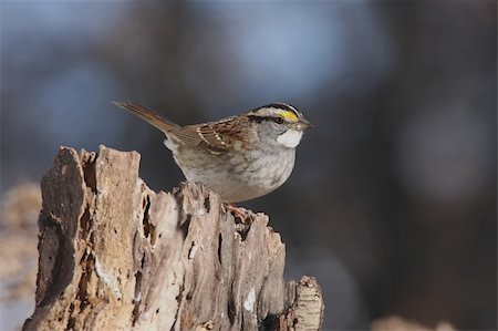 simsearch:400-04553192,k - White-throated Sparrow (zonotrichia albicollis) on a stump Foto de stock - Super Valor sin royalties y Suscripción, Código: 400-04564722