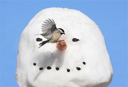 simsearch:400-04553192,k - Black-capped Chickadee (poecile atricapilla)  landing on a snowman Foto de stock - Super Valor sin royalties y Suscripción, Código: 400-04564744