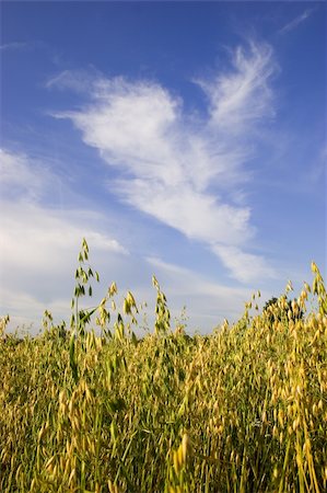 Field of oats against blue sky with white clouds Stock Photo - Budget Royalty-Free & Subscription, Code: 400-04564869