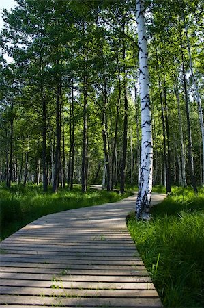 simsearch:400-05716719,k - Wooden tourism nature trail in forest (Latvia). Stock Photo - Budget Royalty-Free & Subscription, Code: 400-04564872