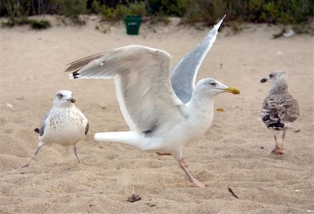 simsearch:400-06771695,k - seagulls on beach Photographie de stock - Aubaine LD & Abonnement, Code: 400-04564981