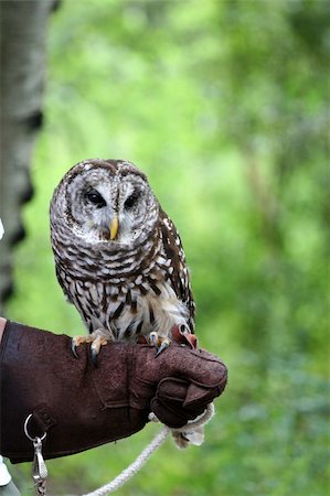 dbvirago (artist) - A barn owl sitting on the arm of a handler Fotografie stock - Microstock e Abbonamento, Codice: 400-04565037