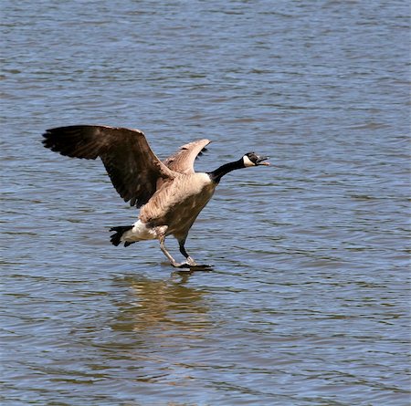dbvirago (artist) - A canadian goose just before landing in a lake Fotografie stock - Microstock e Abbonamento, Codice: 400-04565049