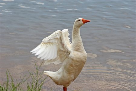 simsearch:400-07659888,k - A wild white goose stretching its wings in a lake Stock Photo - Budget Royalty-Free & Subscription, Code: 400-04565050