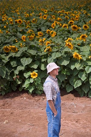 sunflower spain - farmer standing in front of a sunflower field Stock Photo - Budget Royalty-Free & Subscription, Code: 400-04565183